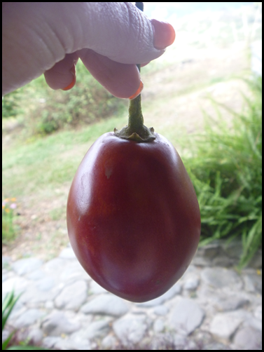 a sweet tree tomato, which makes a popular ecuadorian juice