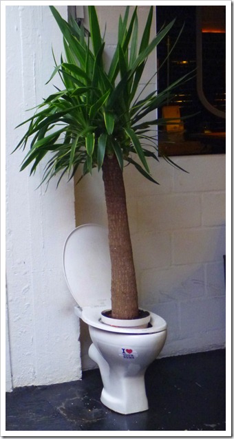 check out this toilet-potted palm!