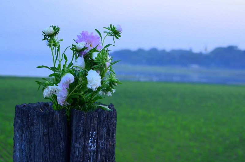 flowers atop a U Bein Bridge post, photo taken by Alex