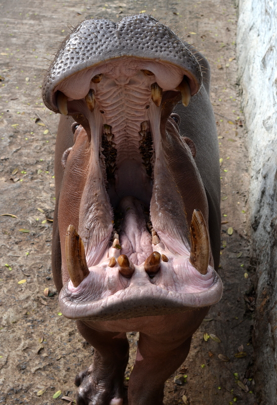 one hungry hippo at Yadanabon Zoo, photo taken by Alex