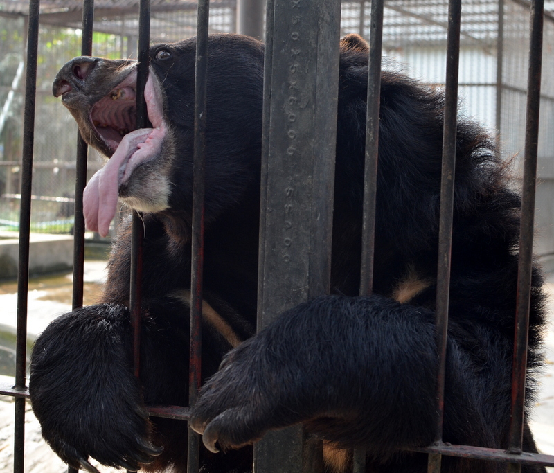 Check out this first class clown, Yadanabon Zoo