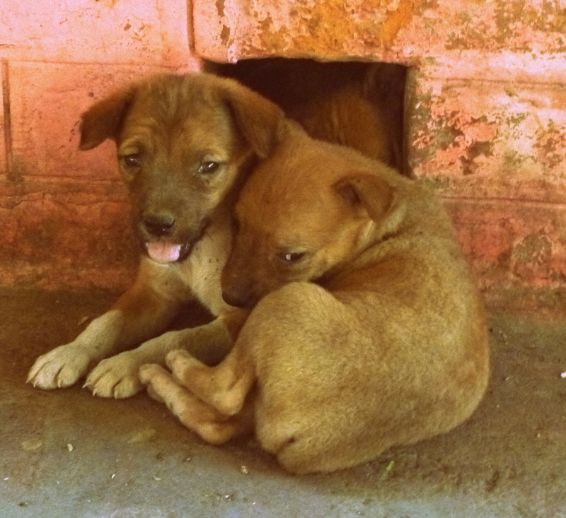 a "Siamese" puppy