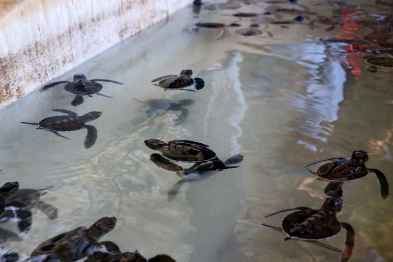 Gili Meno Turtle Sanctuary, Indonesia