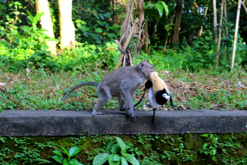 Sacred Monkey Forest Sanctuary, Ubud, Bali, Indonesia