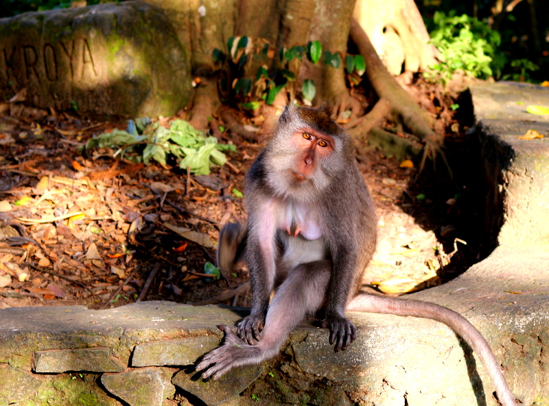 Sacred Monkey Forest Sanctuary, Ubud, Bali, Indonesia