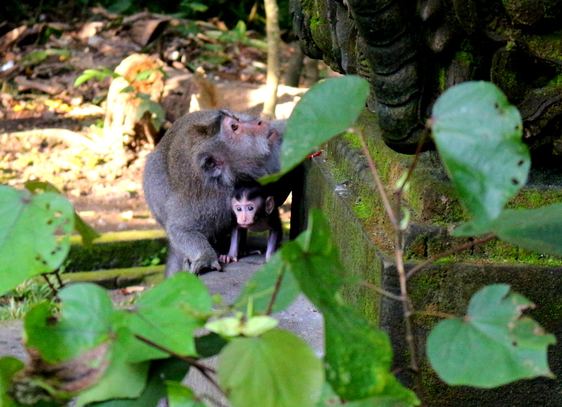 Sacred Monkey Forest Sanctuary, Ubud, Bali, Indonesia