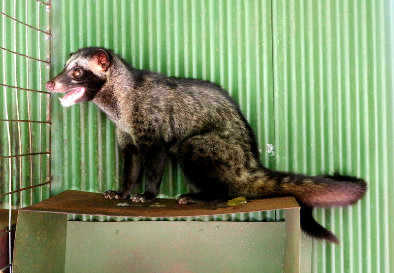 Civet at Teba Sari Bali Agrotourism, Ubud, Bali, Indonesia