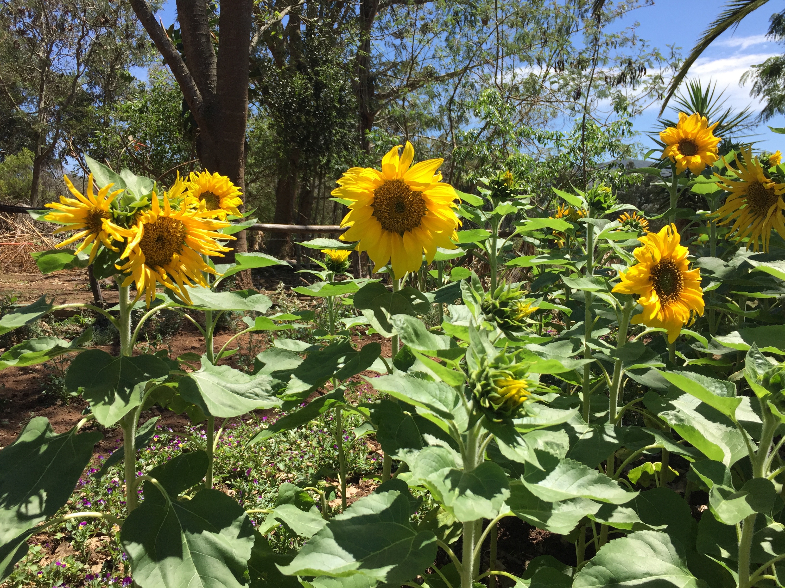 Where to Eat in Samaipata, Bolivia: Finca La Vispera