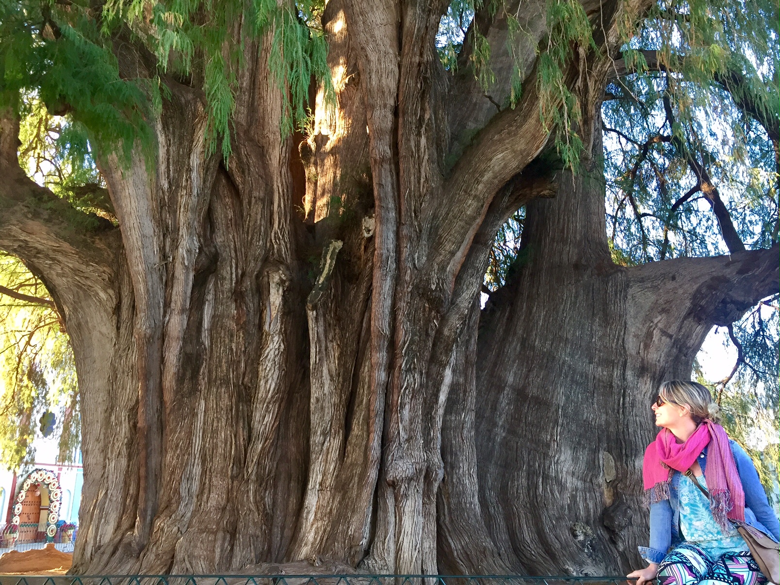 Arbol del Tule, Oaxaca